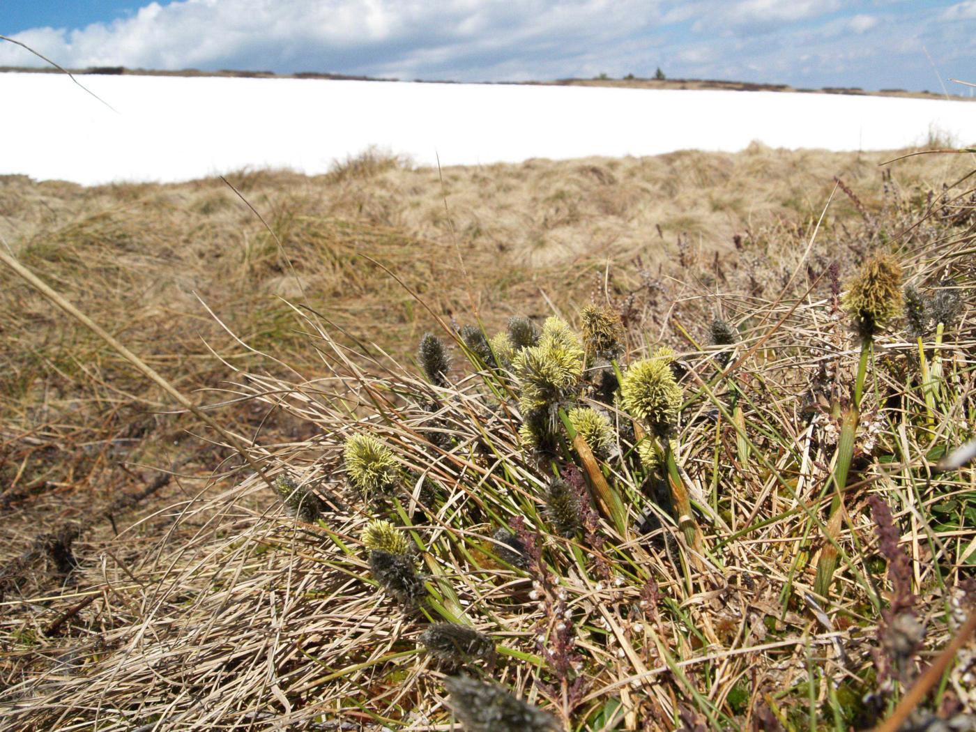 Cotton Grass, Hare's-Tail plant